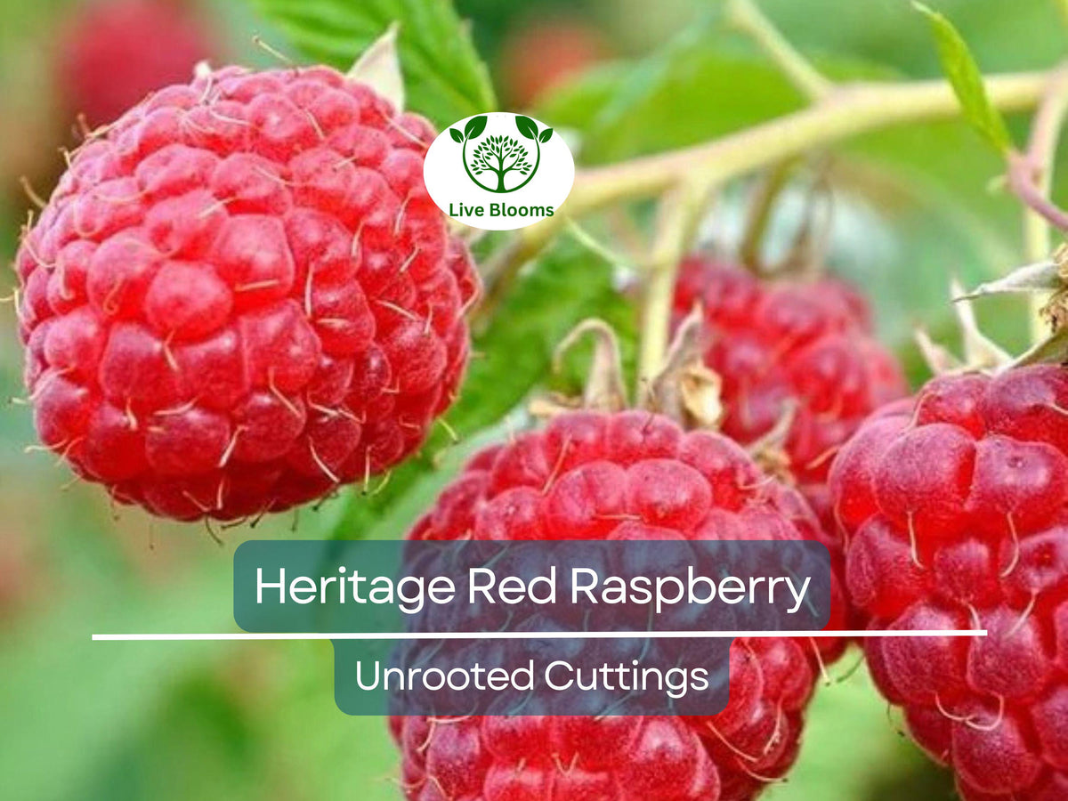 4 Unrooted Scion Cuttings - Red Raspberry Heritage Rubus idaeus - 10-12” for Rooting or Grafting - High-Yield Berry Plants
