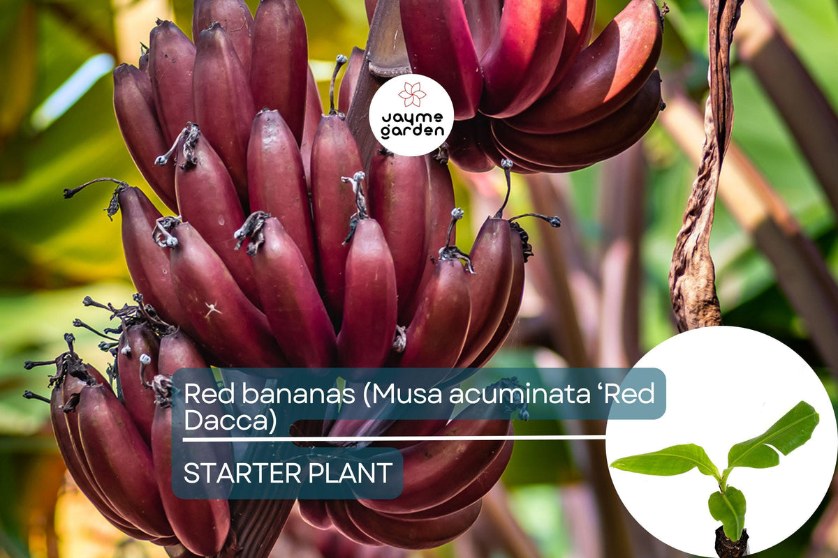 Live Red Banana Tree 10"-20" Tall, Musa acuminata 'Red Dacca', Exotic Sweet Tropical Bananas, Rare Fruit for Gardens