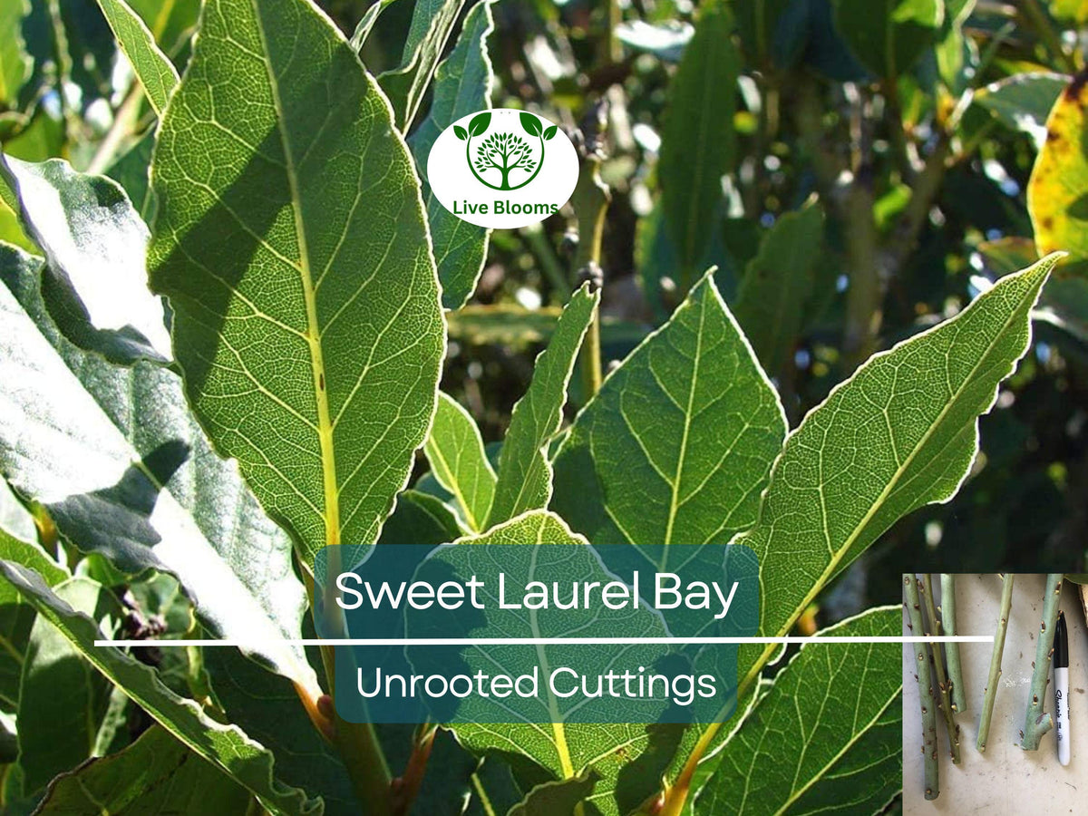 5 Unrooted Sweet Laurel Bay Tree Cuttings, Aromatic Herb for Culinary Use, Laurus nobilis, Easy to Grow