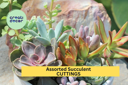 10 Assorted Succulent Cuttings - Fresh Clippings for Terrariums & Fairy Gardens - Easy Rooting Mix - Various (Echeveria, Sedum)