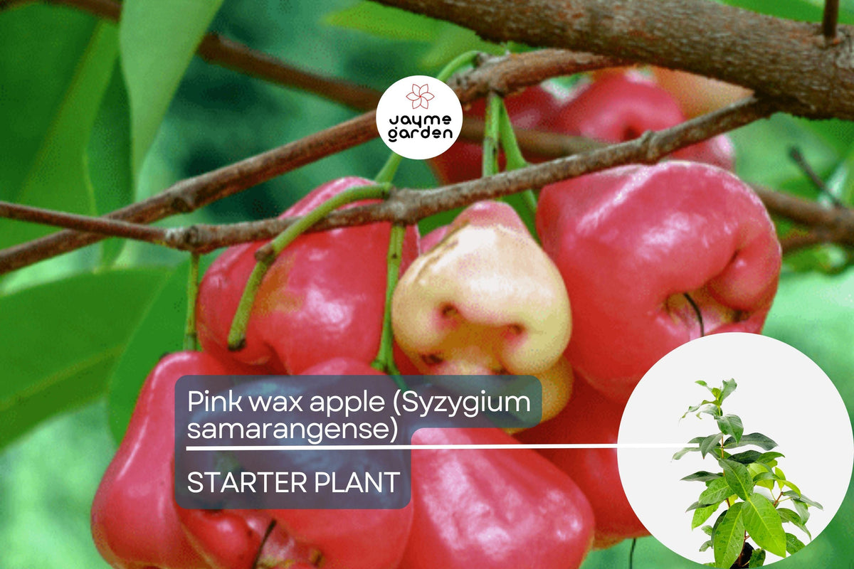 Live Pink Wax Apple Tree 1'-2' Tall | Syzygium samarangense | Sweet Tropical Fruit Plant for Gardens & Containers