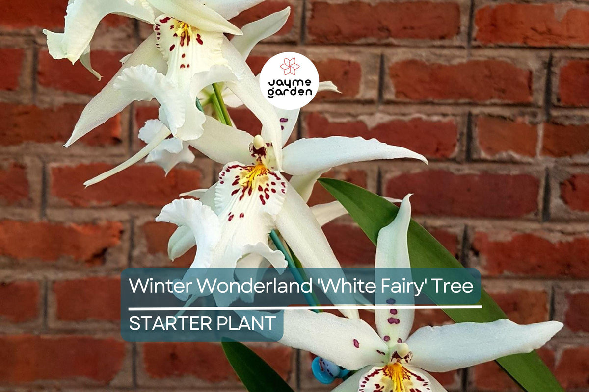Fragrant Orchid Seedling, 4–6" Dendrobium 'White Fairy', Bare Root, Purple & White Blooms, Indoor/Outdoor Plant