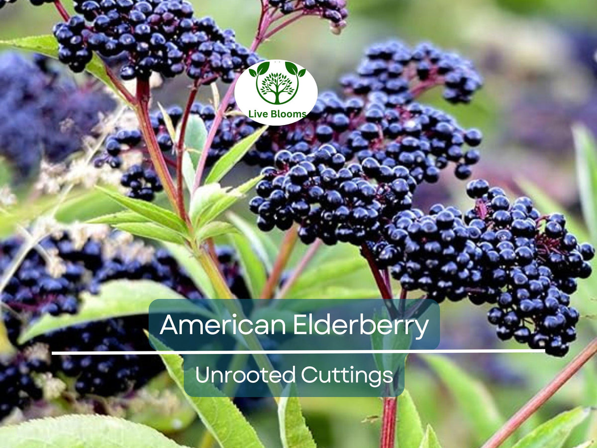 American Elderberry Unrooted Cuttings - Sambucus Canadensis - 5 Healthy Cuttings for Home Garden Berries and Health