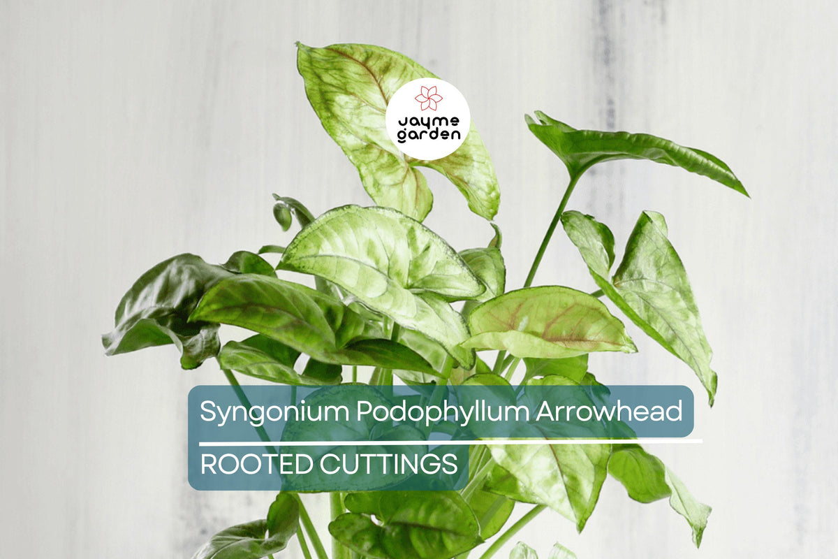 4 Syngonium Podophyllum Cuttings - White Butterfly Arrowhead Vine - Easy Care Indoor Plant - Fast Growing Houseplant