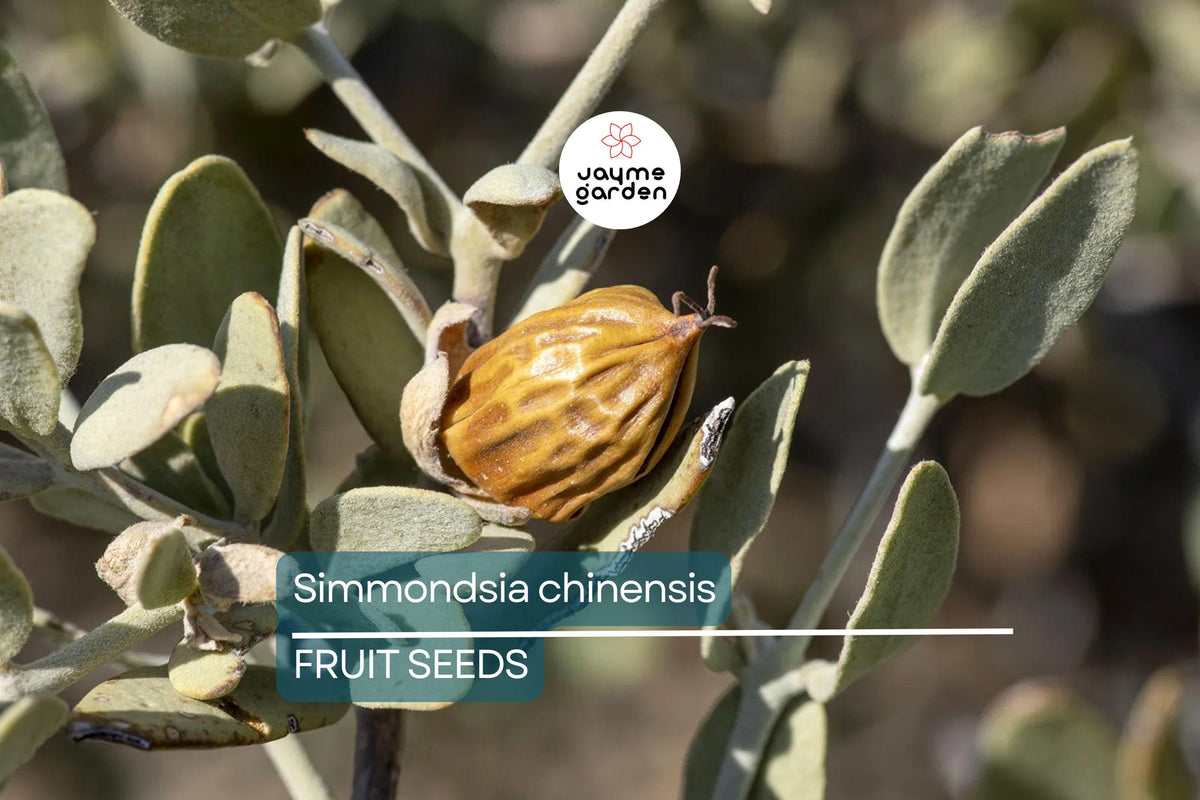 Jojoba Tree Seeds - 5 Pack, Drought-Tolerant Shrub, Goat Nut Plant, Simmondsia chinensis, USDA Zones 9-10, Rare Native Plant