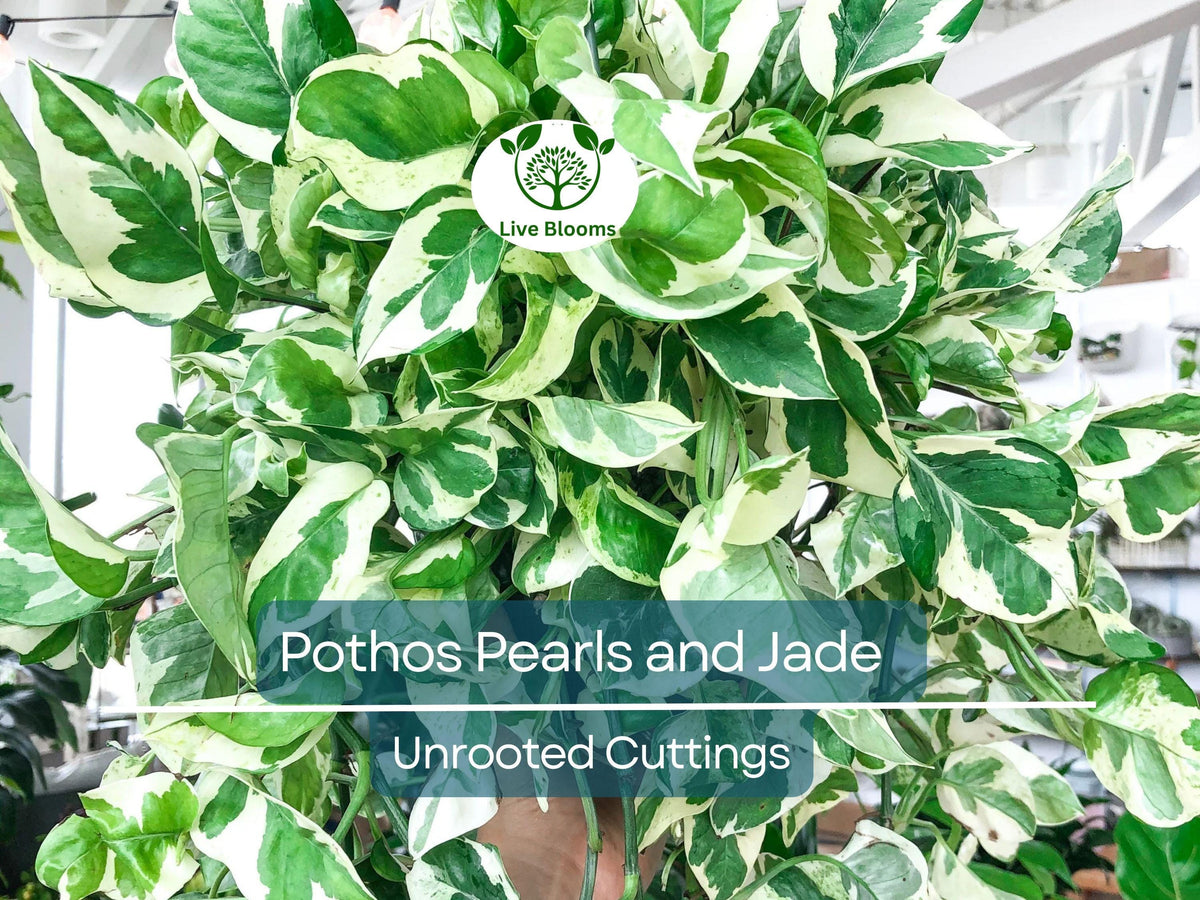 Unrooted Pothos Cuttings - 3 Pearls and Jade - Variegated Devil's Ivy - Indoor House Plant for Propagation - Easy Care