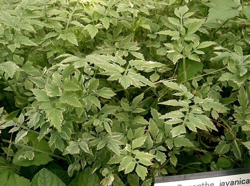 20 Bare Root Oenanthe javanica | Minari Water Dropwort | Edible Asian Herb | Aquatic Garden Plant for Culinary Use