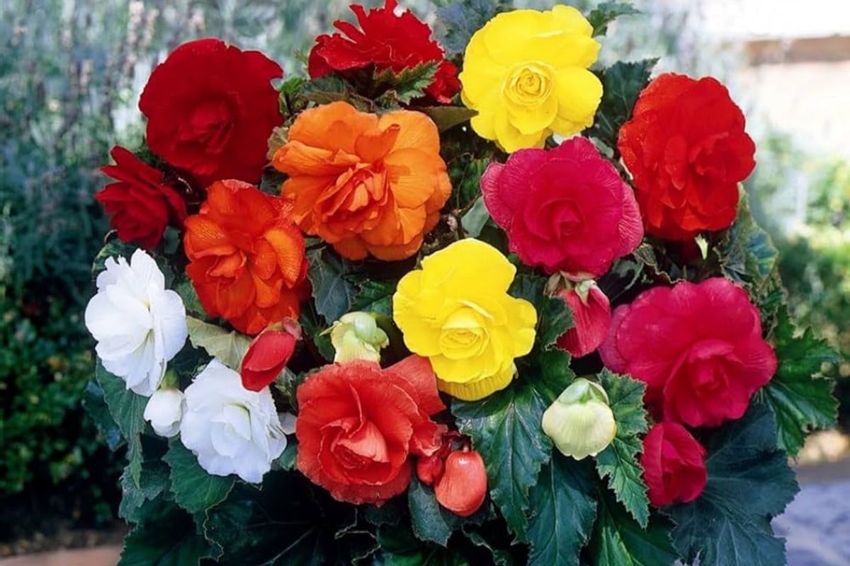 Fragrant Begonia Seeds Packet - 45 Seeds - Begonia x tuberhybrida - Ideal for Indoor Gardens and Outdoor Spaces