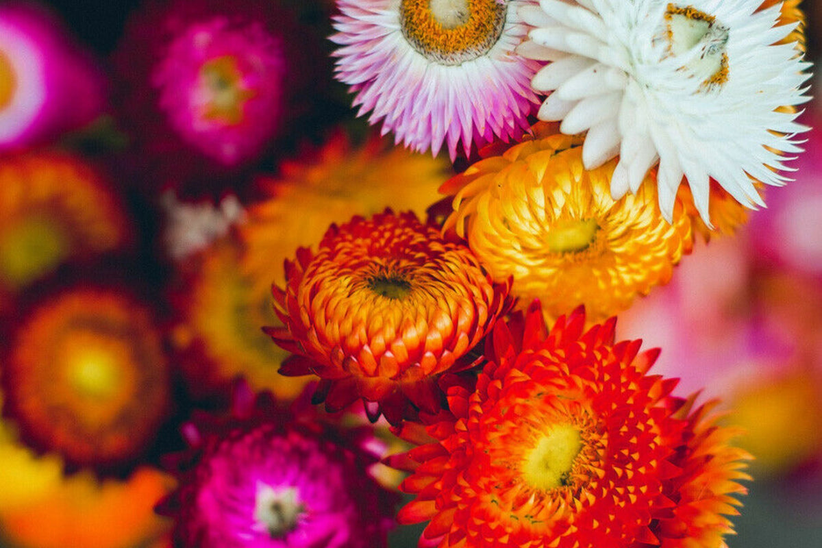 Swiss Giant Mix Strawflower Seeds | Vibrant Everlasting Blooms | Helichrysum bracteatum | Heat Tolerant for Cut & Dried Flowers