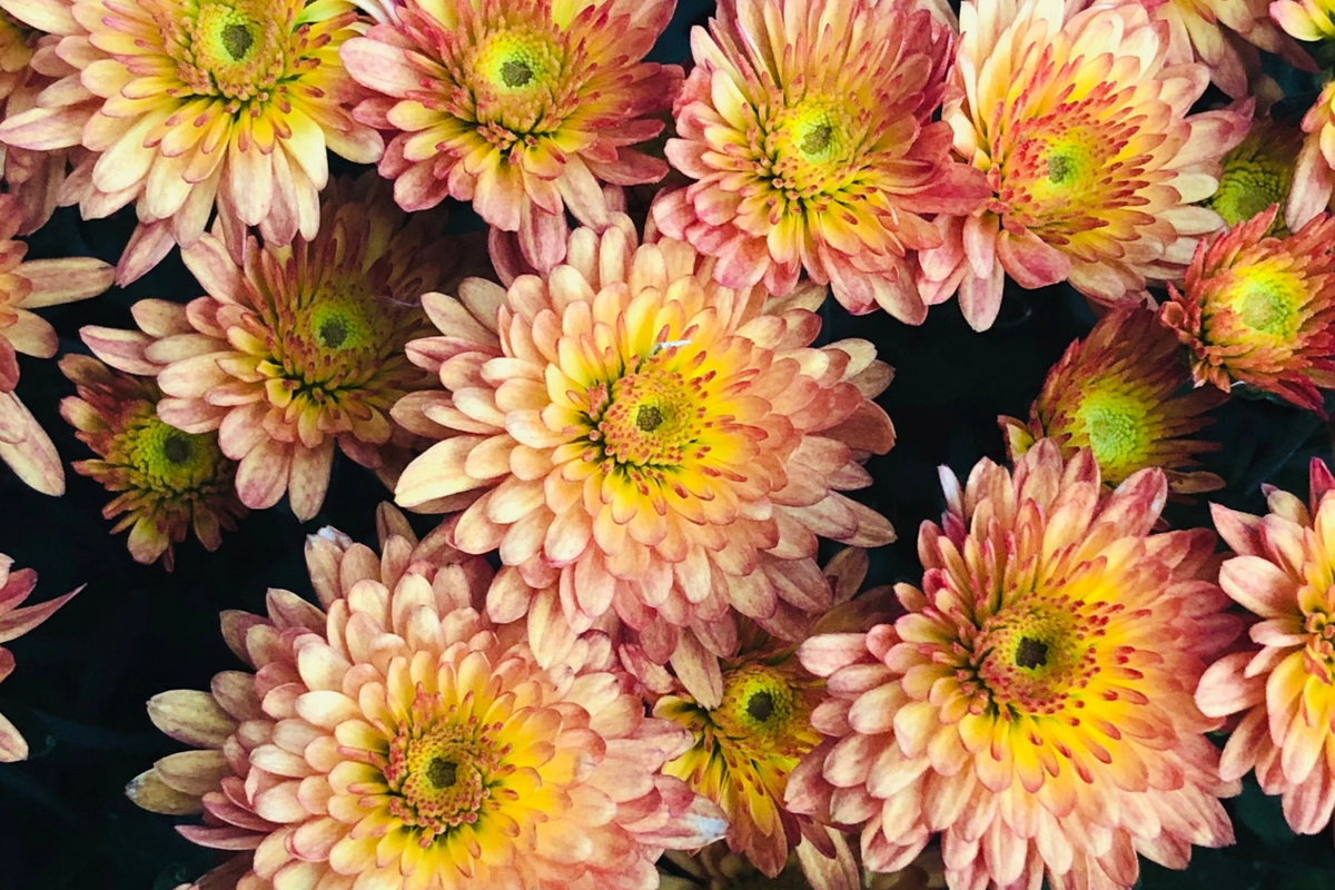 Chrysanthemum Seeds - 200 Strawberry Butter Mum Seeds - Yellow Pink Blooms - Chrysanthemum morifolium - Garden Plant