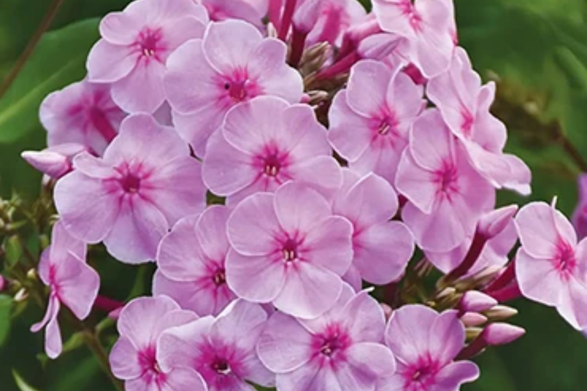 Phlox Seeds 125 Count - Azure Beauty Annual Flower Seeds - Phlox paniculata - Vibrant Garden Blooms