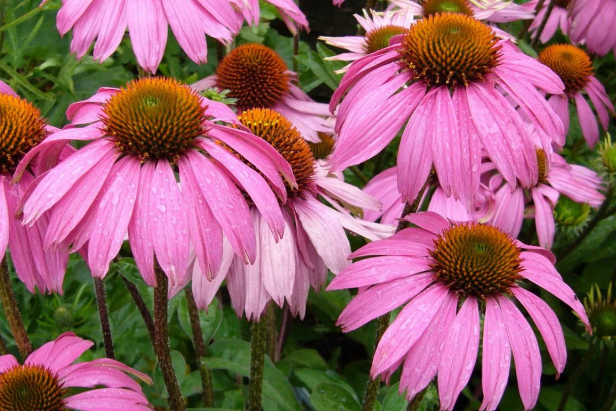 Coneflower Seeds, 50+ Seeds, Echinacea Purpurea, Annual Flower for Flower Beds, Attracts Pollinators, Non-GMO