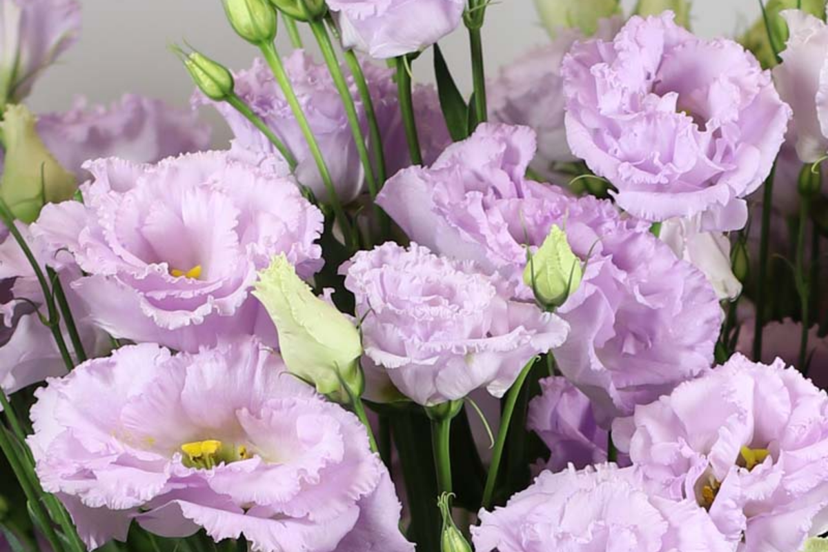 Lisianthus Seeds, Starlight Lilac, Non-GMO Heirloom Flower Seeds, Eustoma grandiflorum, 125-5000 Seeds Per Packet