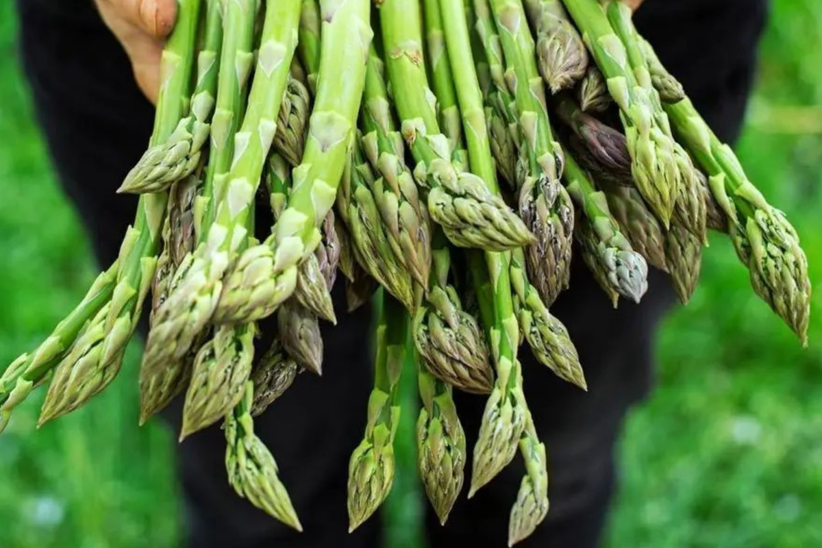 Asparagus Seeds - 75+ Non-GMO Heirloom - Asparagus officinalis - Vegetable Garden Planting