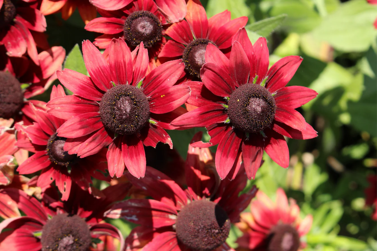 Cherry Brandy Rudbeckia Seeds - 125 Annual Flower Seeds - Rudbeckia hirta - Vibrant Red & Yellow Blooms for Garden