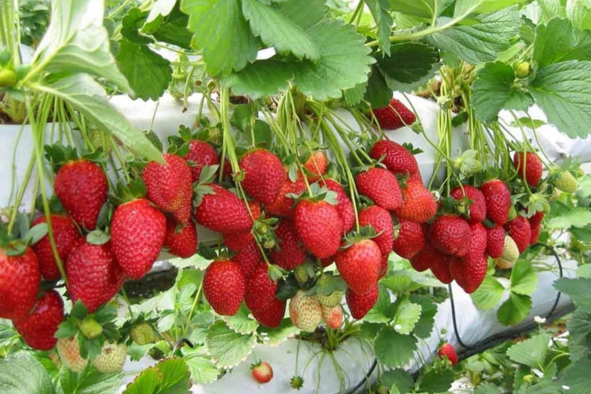 Sweet Glow Strawberry Seeds - 150 or 350 Non-GMO Seeds - Fragaria × ananassa - Ideal for Home Gardens and Containers