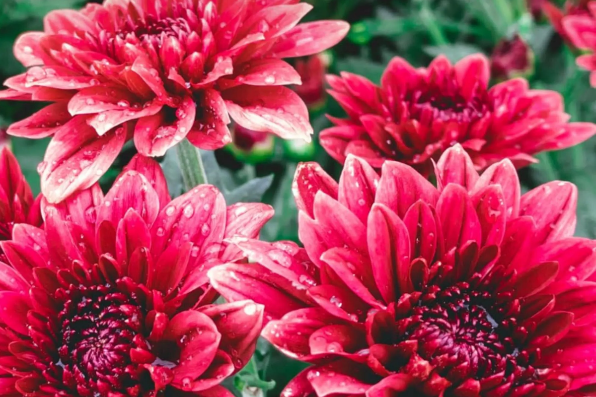 Red Velvet Mum Seeds - 200+ Annual Flower Seeds - Chrysanthemum morifolium - Vibrant Red Blooms for Garden & Floral Arrangements