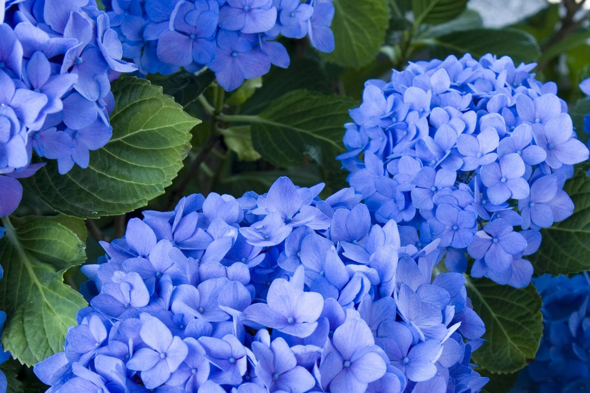 Hydrangea Seeds - 85 or 250 Non-GMO Muse Blue Flower Seeds - Hydrangea macrophylla - Vibrant Garden Blooms