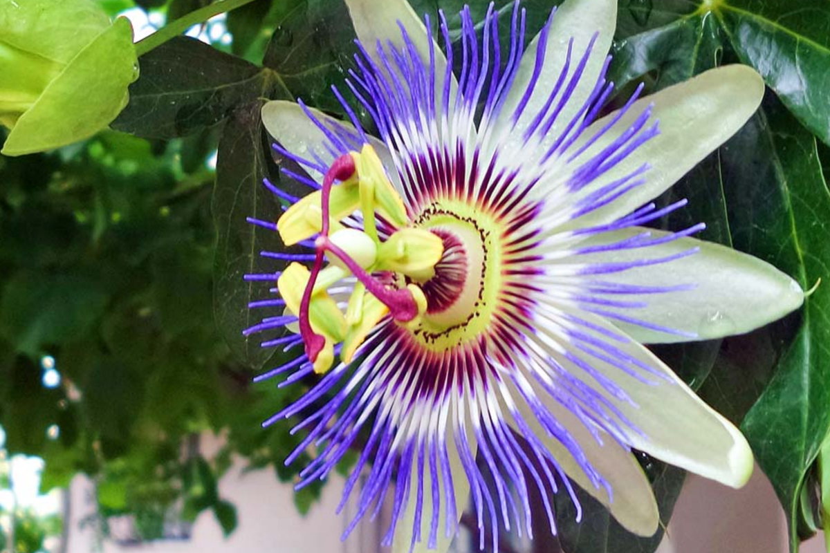 Blue Passion Flower Seeds - Climbing Vine, Edible Fruit, Passiflora caerulea, Attracts Hummingbirds & Butterflies - 20 Seeds