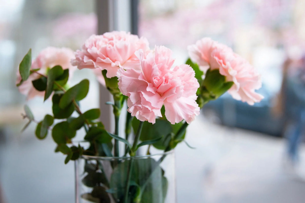 La France Carnation Seeds | Shell Pink Double Blooms | Fragrant Pollinator-Friendly | Dianthus caryophyllus | Non-GMO