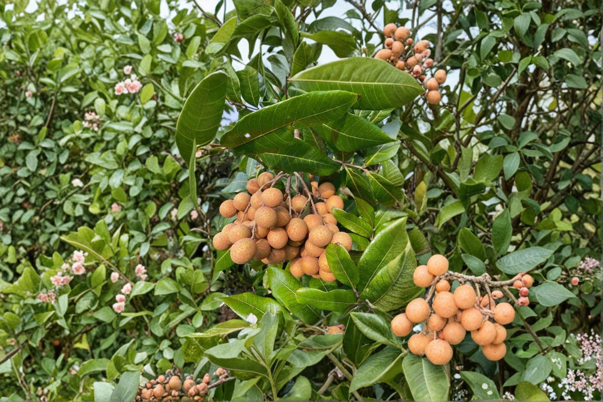 Kohala Longan Seeds (5) - Tropical Fruit Tree, Sweet Longan (Dimocarpus longan) for Home Orchard Gardening