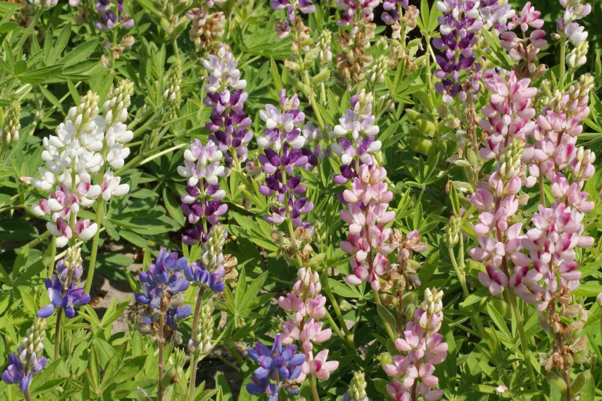 Pixie Delight Lupine Seeds | Compact Annual | Blue, White, Pink, Purple Flowers | Lupinus Hartwegii | Pollinator Friendly