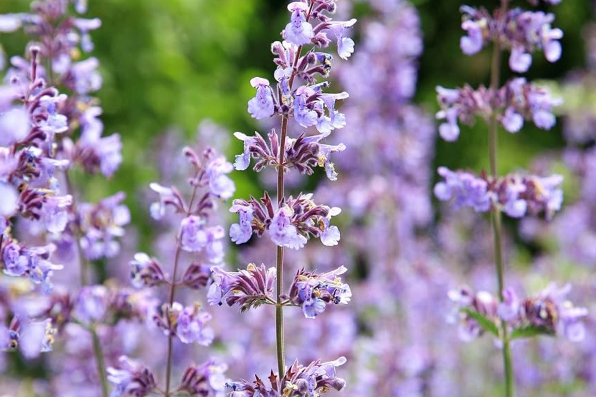 Catmint Seeds 100 Count | Common White Variety | Non-GMO | Nepeta cataria | Attracts Pollinators and Butterflies
