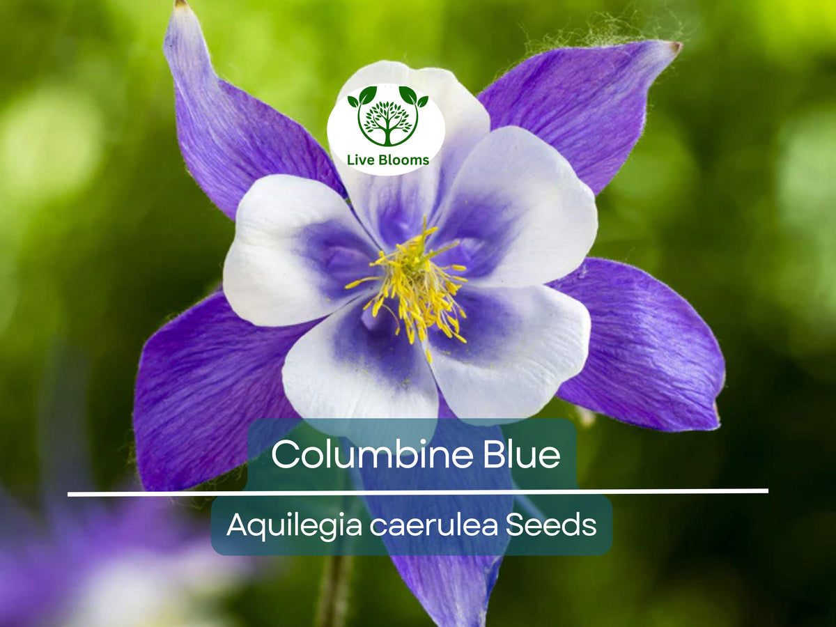 500 Seeds Columbine Blue, Perennial Flower, Aquilegia caerulea, Non-GMO, Pollinator-Friendly, Ideal for Fall Planting