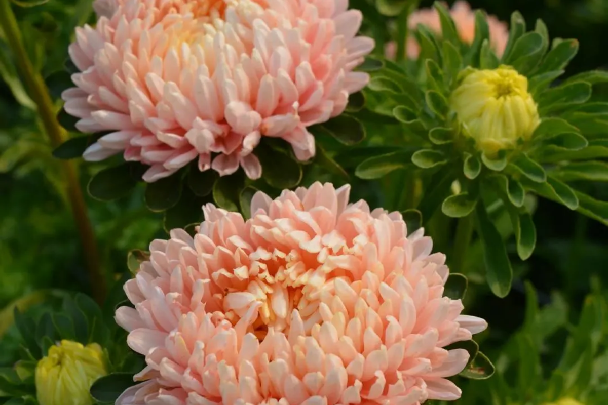 Peony Seeds 50-1,000 Duchess Apricot Paeonia Flower Seeds for Garden Planting, Attracts Pollinators, Easy to Grow