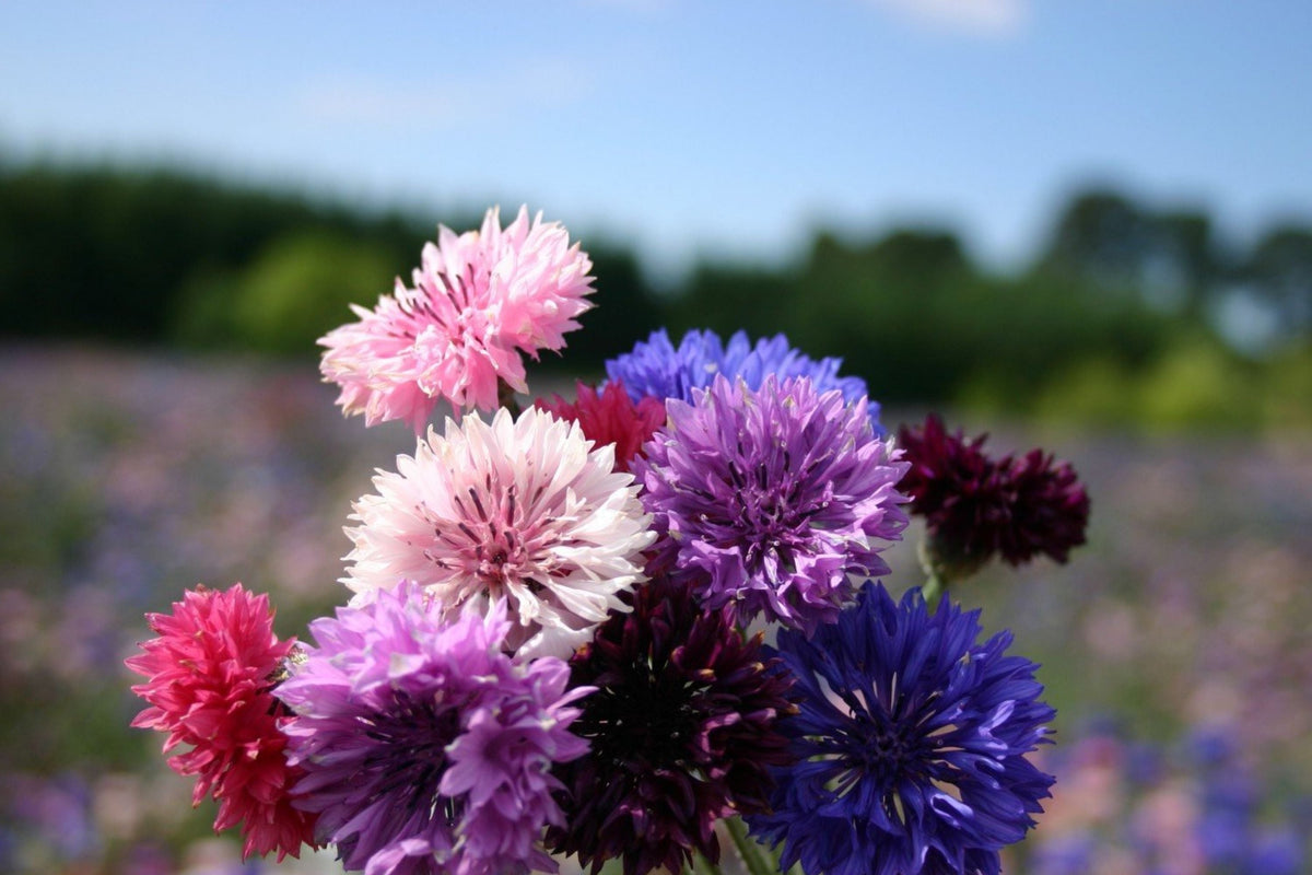 Bachelor Button Seeds - Dwarf Polka Dot Mix - Centaurea cyanus - Non-GMO Annual Flower Seeds for Garden or Container