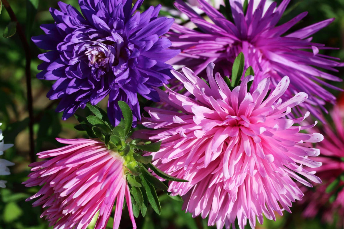 Ostrich Feather Aster Seeds Packet | Colorful Blooms | Aster amellus | Non-GMO Flower Seeds for Gardens