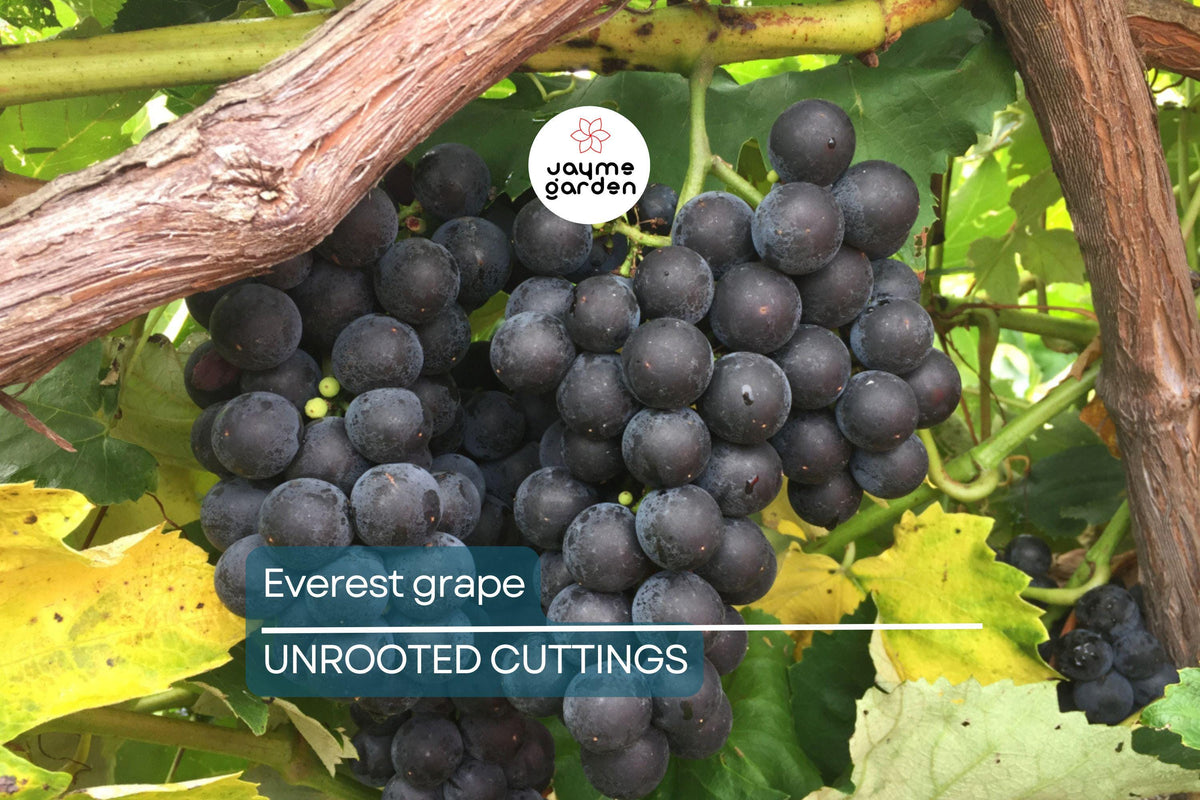 Everest Grape Cuttings - 4 Healthy Seedless Table Grape Cuttings (2-3 Nodes) Vitis vinifera ‘Everest’ for Grafting or Rooting