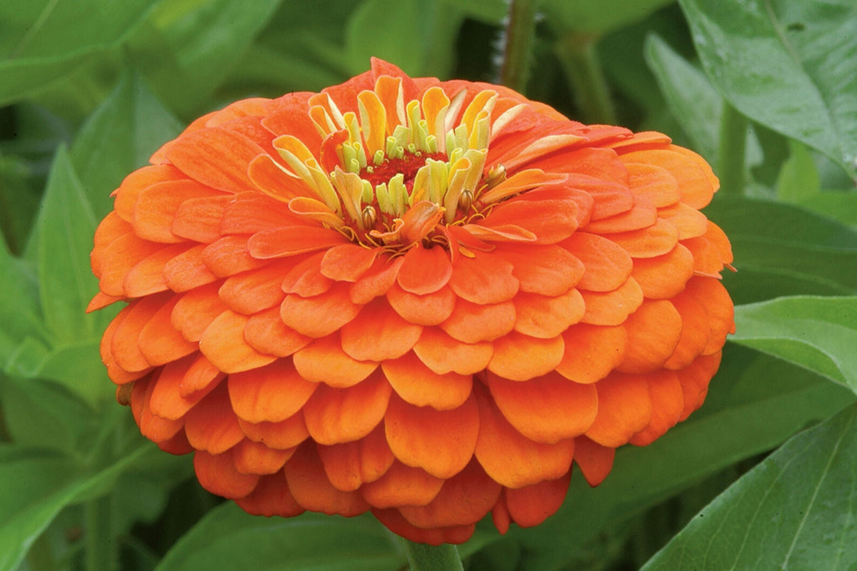 Zinnia Seeds - Giant Orange King - 5" Flowers - Zinnia elegans - Packet of 50 Seeds - Attracts Butterflies and Bees