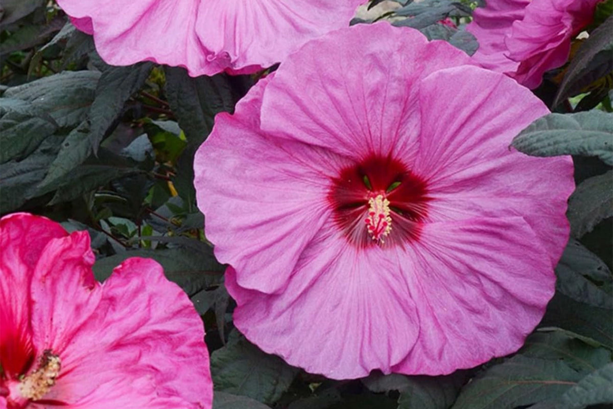 Mixed Giant Hibiscus Seeds - 120+ PCS Perennial Flower Seeds - Hibiscus rosa-sinensis - Vibrant Tropical Blooms for Garden