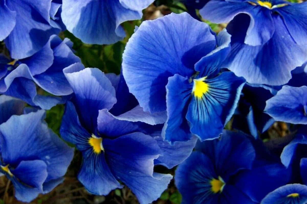 Pansy Seeds Pack of 100 - Pensee Mix - Colorful Flower Seeds - Viola Wittrockiana - Easy to Grow for Gardens & Containers