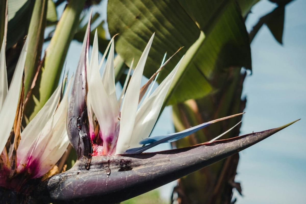 Giant White Bird of Paradise Seeds - Strelitzia nicolai - Tropical Flower Plant for Gardening and Landscaping