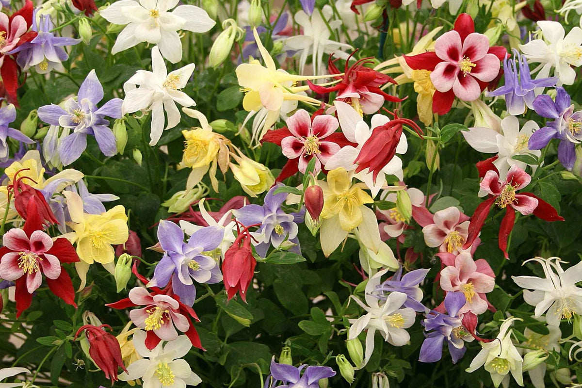 Columbine Seeds Packet - McKana Giant Mix Non-GMO Flower Seeds - Aquilegia caerulea - Easy to Grow Garden Plants