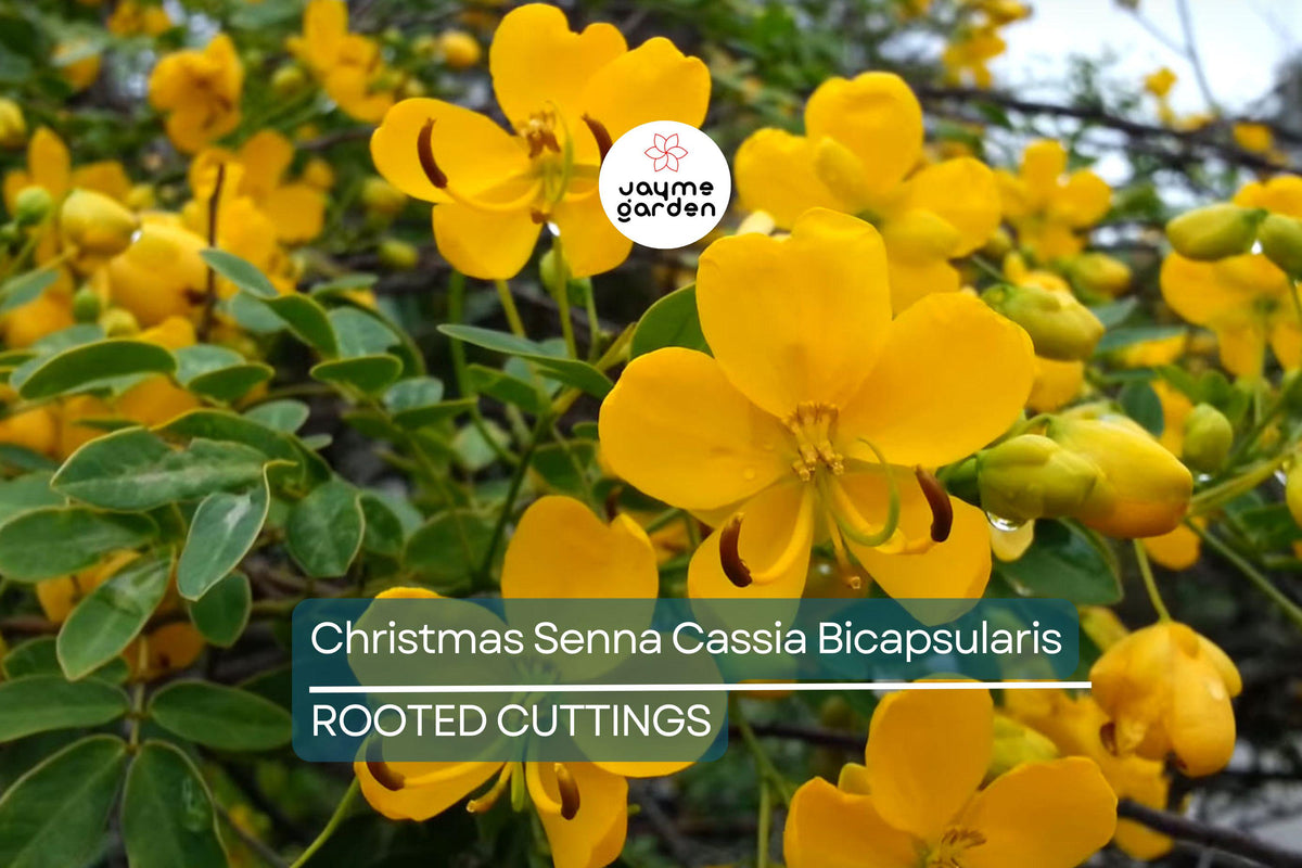 Christmas Senna Plant - Cassia Bicapsularis - Cream Flowers - Butterfly Host - Winter Blooming - Low Water Use - 1 Rooted Plant