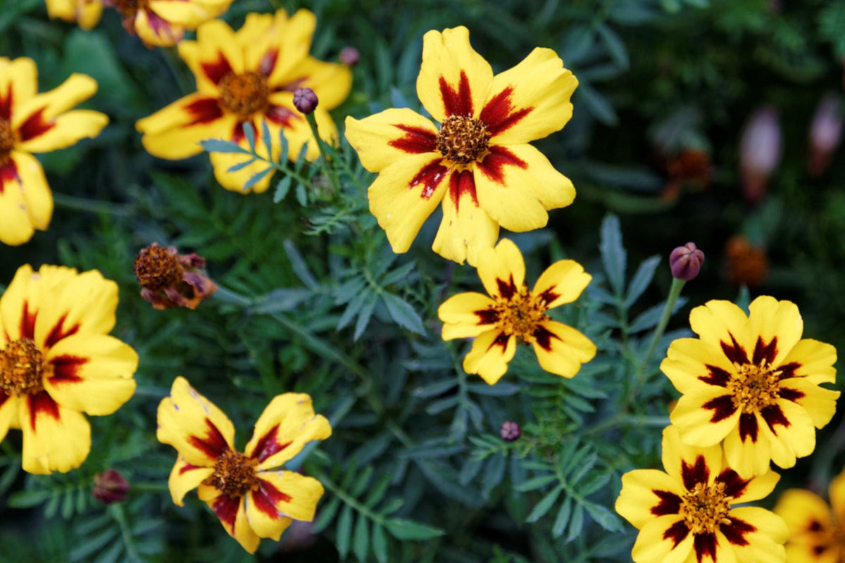 Dainty Marietta Dwarf Marigold Seeds - Heirloom Non-GMO - Tagetes patula - Vibrant Orange & Yellow Blooms - 100 Seeds