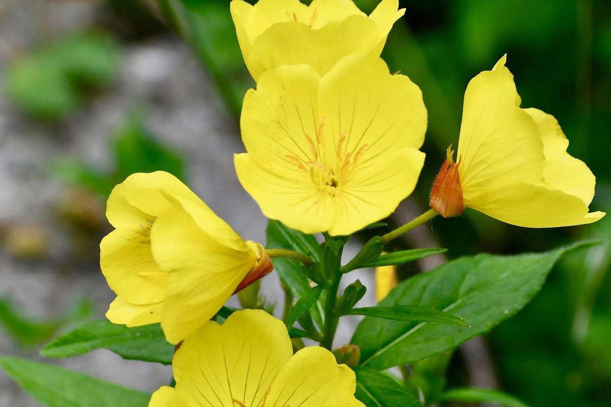 Yellow Common Evening Primrose Seeds | Non-GMO Flower Seeds | Oenothera biennis | 100 Seeds Packet for Garden