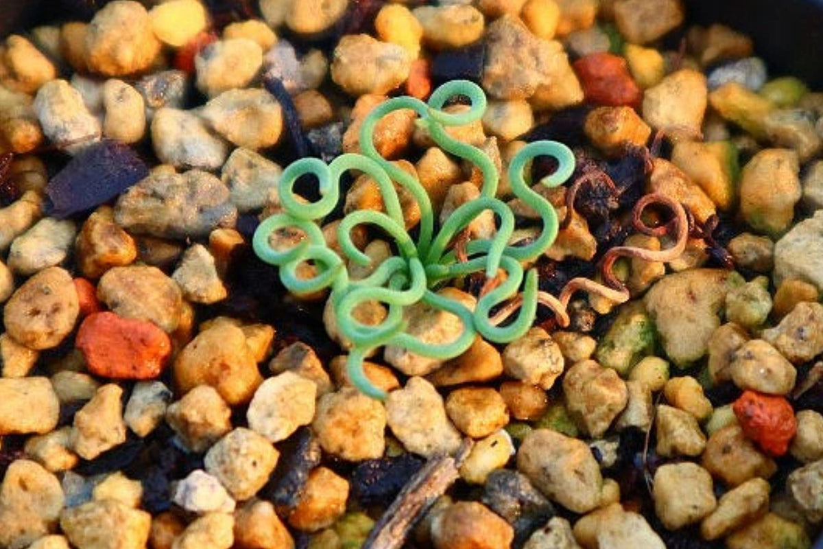 Bulbine Torta Seeds - 15 Unique Curly-Whirly Plant Seeds - Rare Bulbine Variety for Garden or Indoors - Bulbine torta