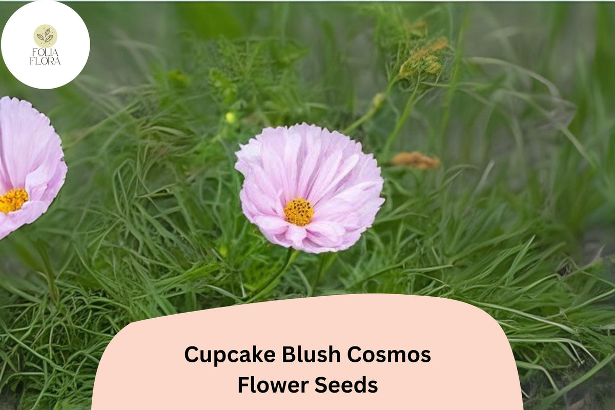 Cupcake Blush Cosmos Seeds - 200+ Soft Pink Annual Flower Garden Seeds - Cosmos Bipinnatus for Pollinator-Friendly Spaces
