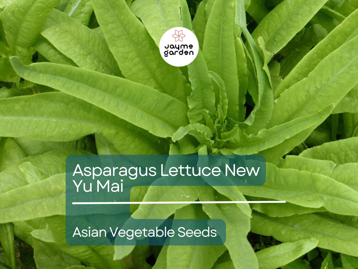 500mg Asparagus Lettuce Seeds - New Yu Mai Variety - Celtuce Heirloom Non-GMO - Lactuca sativa var. angustana - Asian Greens