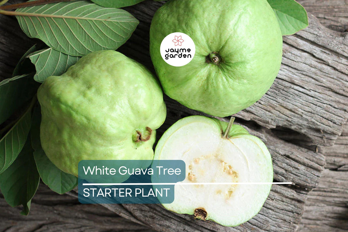 White Guava Tree Seedling in Pot - Psidium guajava - Tropical Edible Fruit Plant for Home Garden - Sweet White Guava Fruit