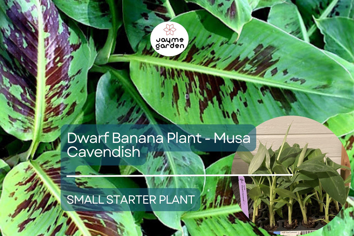 Dwarf Banana Plant Starter - Musa Cavendish, Cold Hardy Tropical Fruit Tree for Patios, Containers, & Edible Landscapes