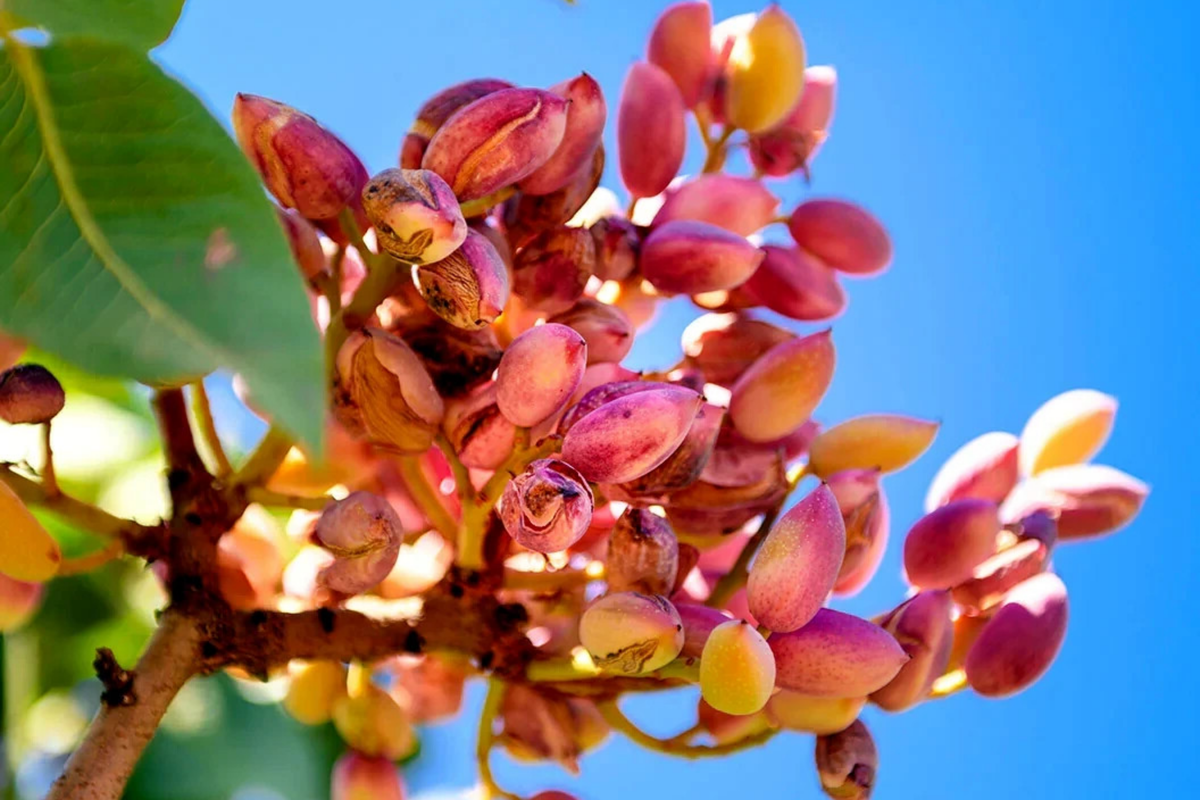 Pistachio Nut Tree Seeds - Pack of 10 - Edible Garden Plant - Pistacia vera - Hardy Zone 7 - High Germination Rate