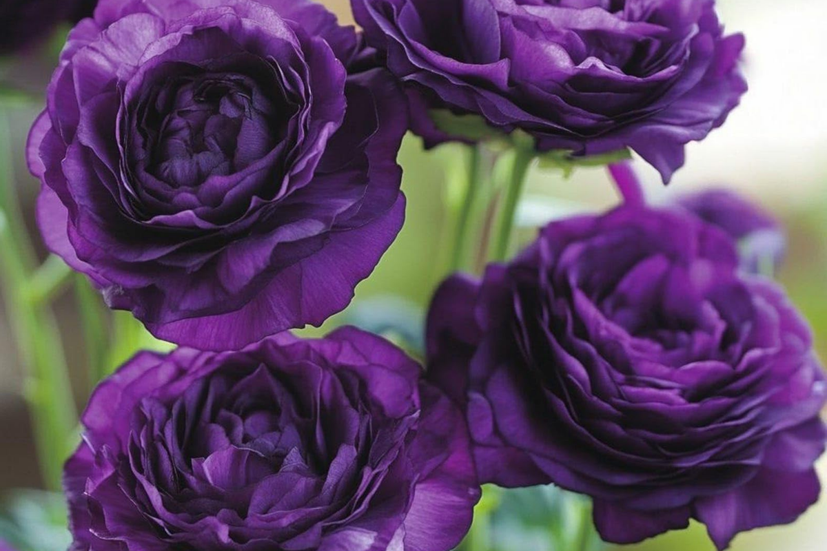 Mixed Lisianthus Flower Seeds - 300+ Perennial Eustoma Seeds for Vibrant Outdoor Planting and Cut Flowers