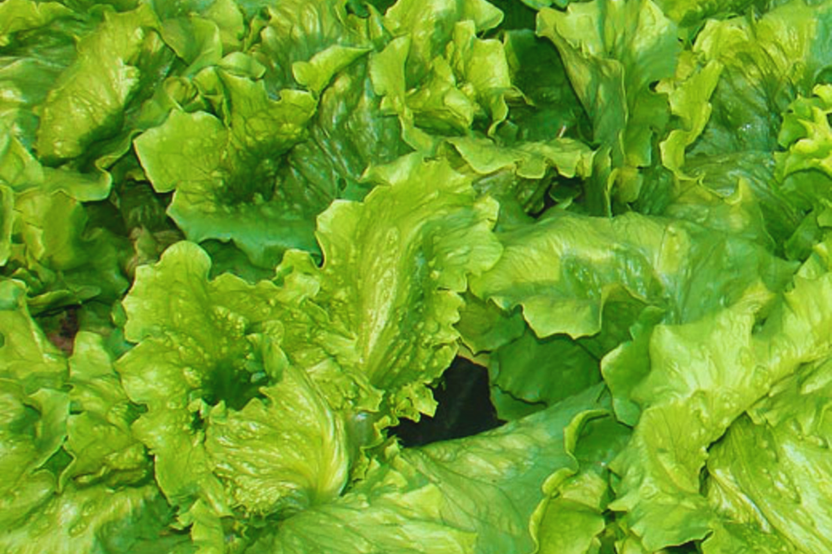 Black Seeded Simpson Lettuce Seeds | Non-GMO | Crisp Greens | Lactuca sativa | 500 Seeds for Home Garden