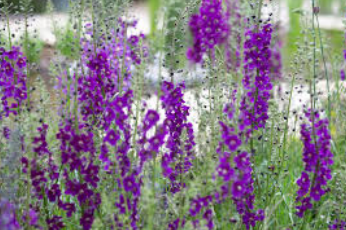 Verbascum Seeds - Purple Mullein Hybrids Mix - Flower Seeds (Verbascum Pheonicium) - 100 Non-GMO Seeds for Garden Blooms