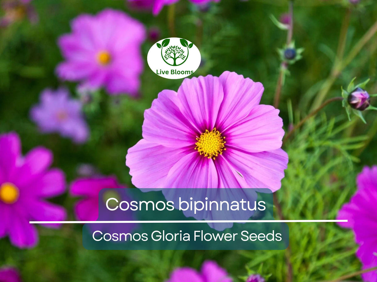 Cosmos Seeds 1 Gram | Gloria Variety | Bright Annual Flower | Cosmos bipinnatus | Pollinator-Friendly Garden Plant